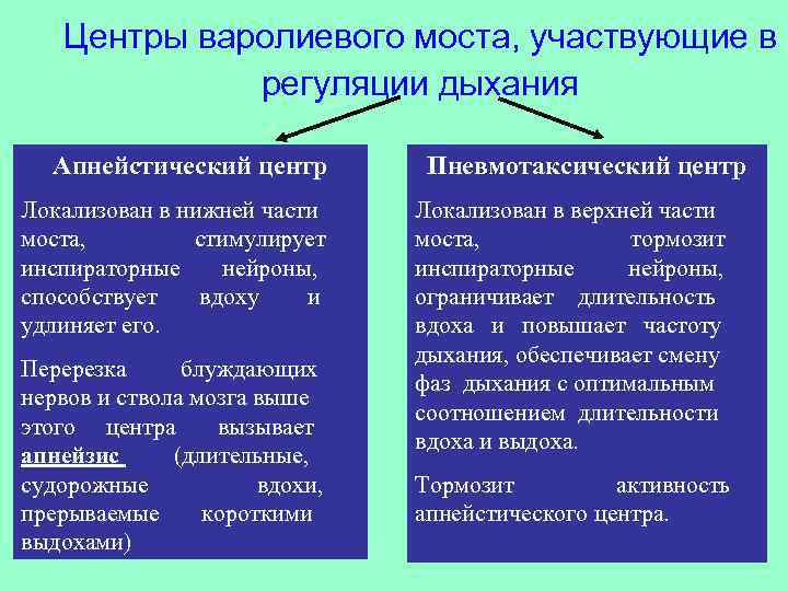 Роль центр. Пневмотаксический и апнейстический центры. Роль моста в регуляции дыхания. Роль варолиева моста в регуляции дыхания. Дыхательные Нейроны варолиева моста.