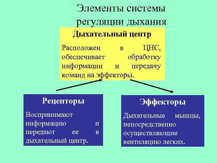 Нервная система дыхания. Регуляция процесс регуляции эффектор регулятор. Механизм входа и выхода регуляция дыхания. Компоненты системы дыхания. Кибернетические типы регуляции дыхания.