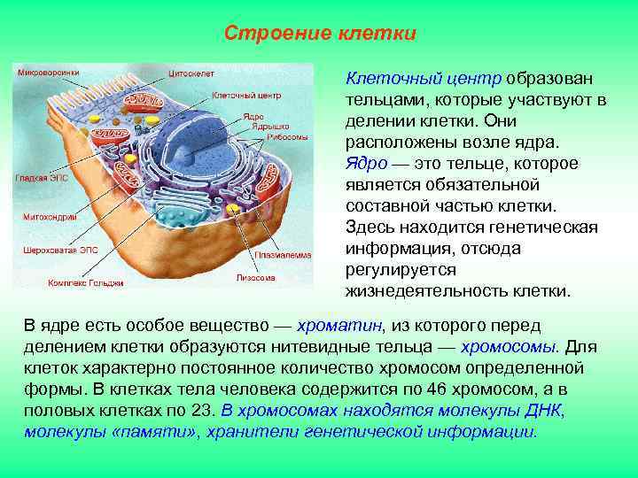      Строение клетки      Клеточный центр