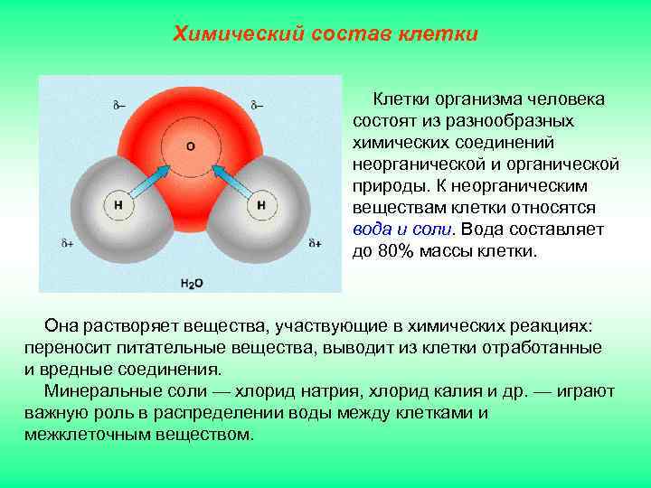     Химический состав клетки    Клетки организма человека 