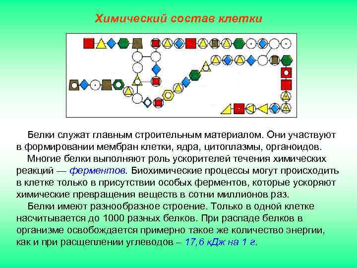     Химический состав клетки  Белки служат главным строительным материалом. Они
