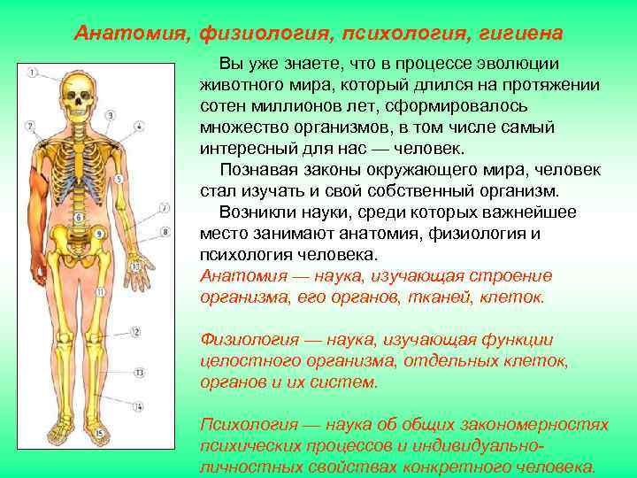 Анатомия, физиология, психология, гигиена   Вы уже знаете, что в процессе эволюции 