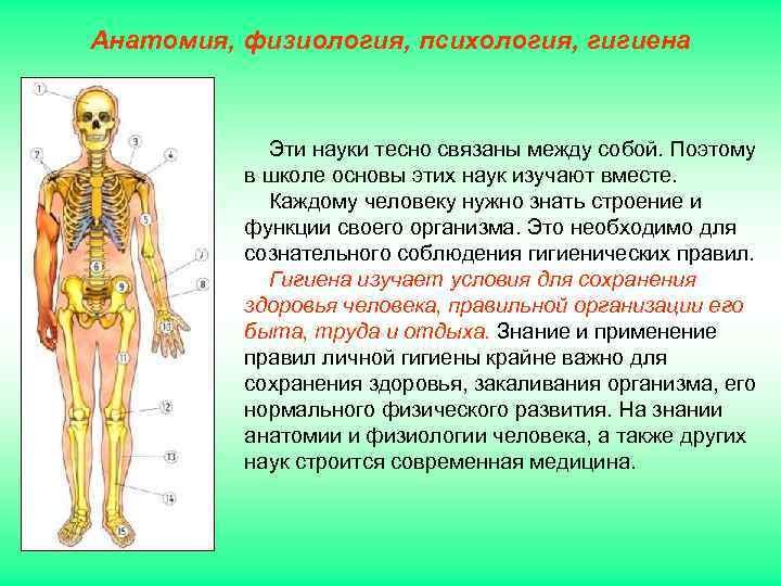 Анатомия, физиология, психология, гигиена    Эти науки тесно связаны между собой. Поэтому