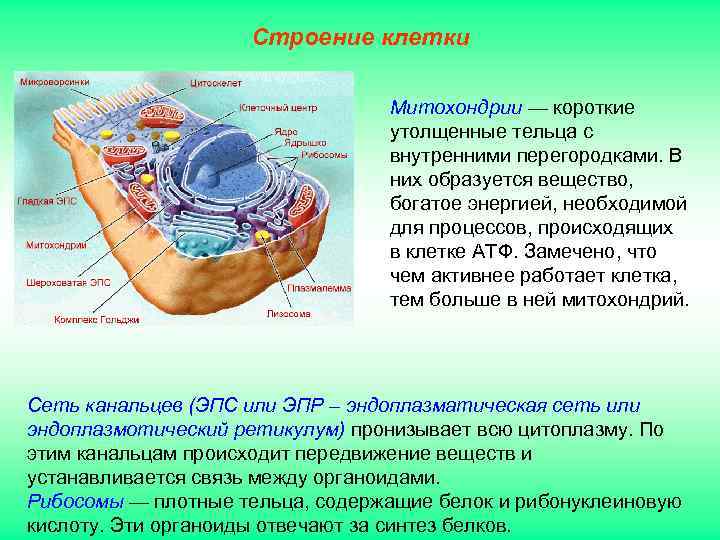     Строение клетки      Митохондрии — короткие