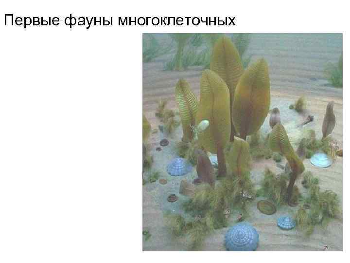 Первые фауны многоклеточных 