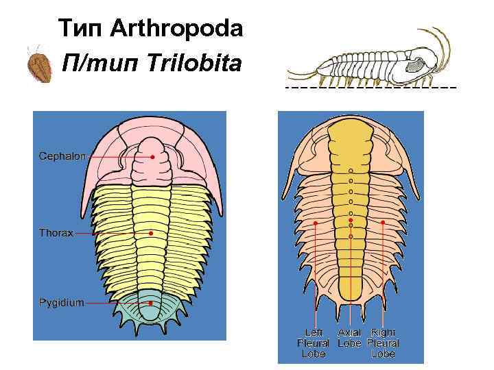 Тип Arthropoda П/тип Trilobita 