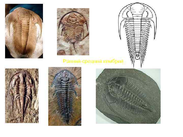 Ранний-средний кембрий 