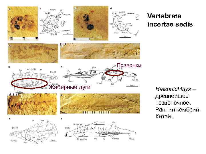       Vertebrata      incertae sedis