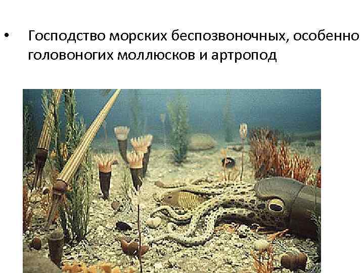  •  Господство морских беспозвоночных, особенно головоногих моллюсков и артропод 