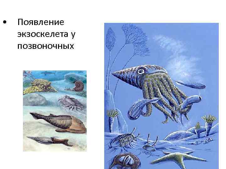  • Появление  экзоскелета у  позвоночных 