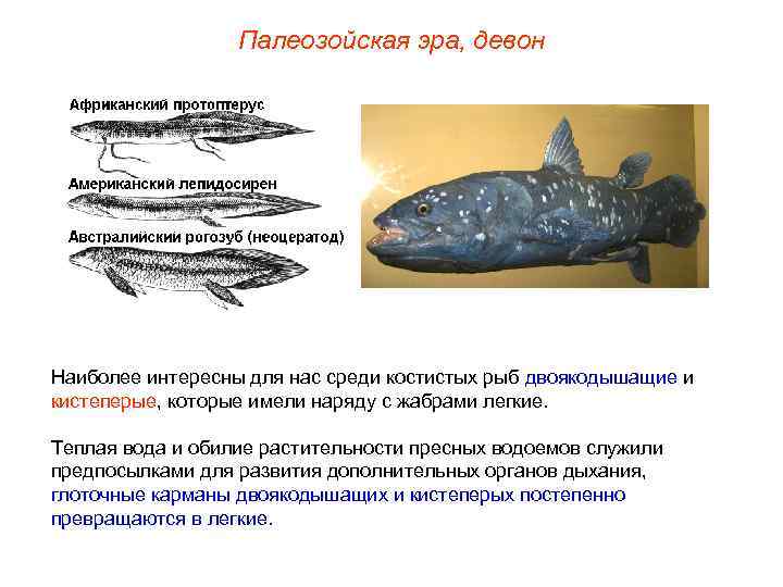    Палеозойская эра, девон Наиболее интересны для нас среди костистых рыб двоякодышащие