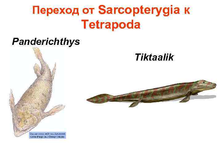   Переход от Sarcopterygia к   Tetrapoda Panderichthys    Tiktaalik