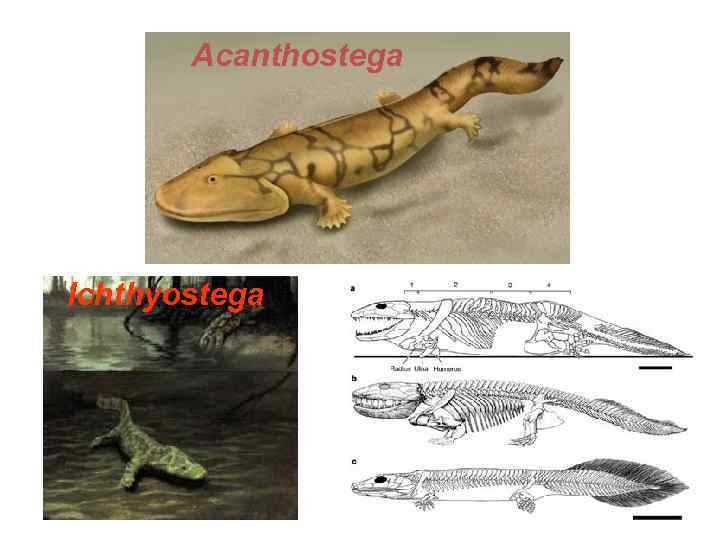   Acanthostega Ichthyostega 