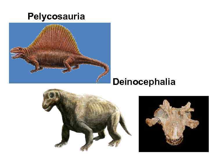 Pelycosauria    Deinocephalia 
