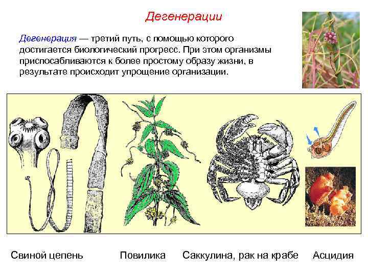      Дегенерации Дегенерация — третий путь, с помощью которого 