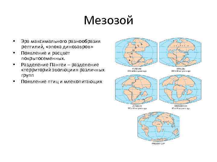       Мезозой •  Эра максимального разнообразия рептилий, 