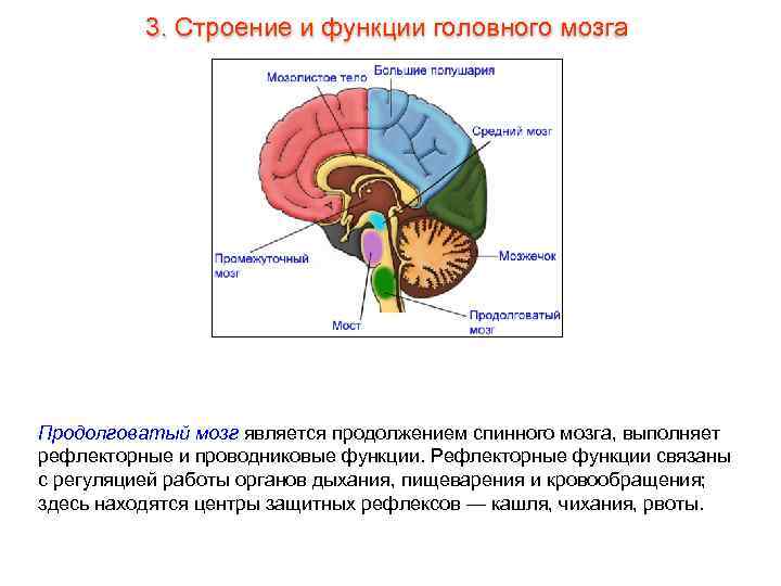    3. Строение и функции головного мозга Продолговатый мозг является продолжением спинного