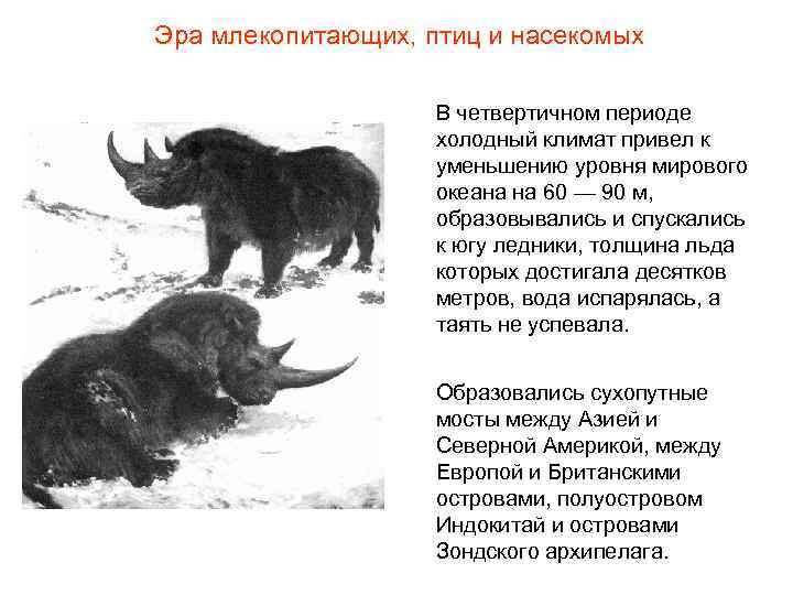 Эра млекопитающих, птиц и насекомых В четвертичном периоде Эра млекопитающих, птиц и насекомых В четвертичном периоде