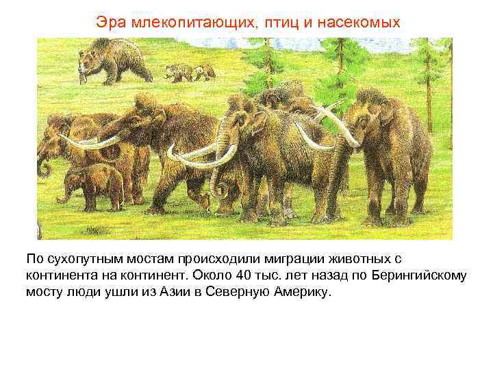 Эра млекопитающих, птиц и насекомых По сухопутным мостам происходили миграции животных Эра млекопитающих, птиц и насекомых По сухопутным мостам происходили миграции животных