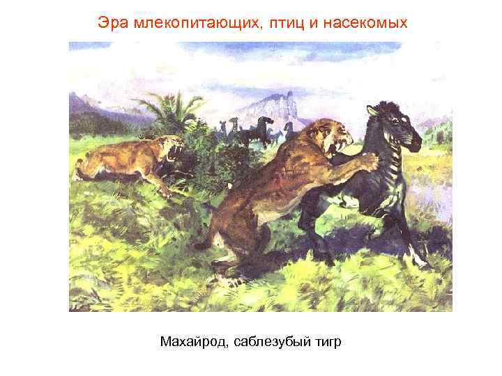 Эра млекопитающих, птиц и насекомых Махайрод, саблезубый тигр Эра млекопитающих, птиц и насекомых Махайрод, саблезубый тигр