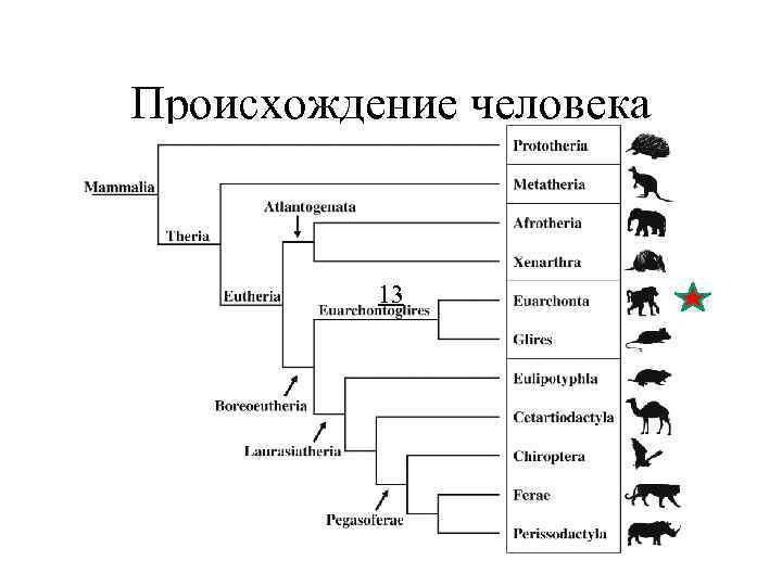 Происхождение человека 13 Происхождение человека 13
