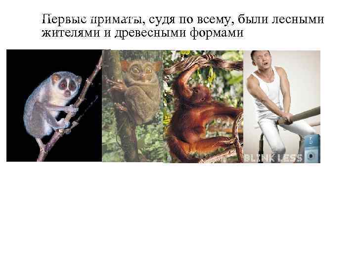 Topic 14 – Human Evolution судя по всему, были лесными Первые приматы, Topic 14 – Human Evolution судя по всему, были лесными Первые приматы,