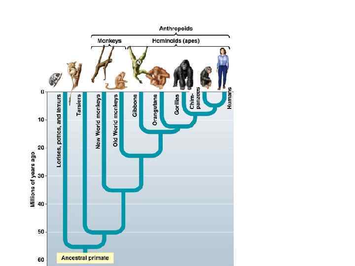 Topic 14 – Human Evolution Topic 14 – Human Evolution