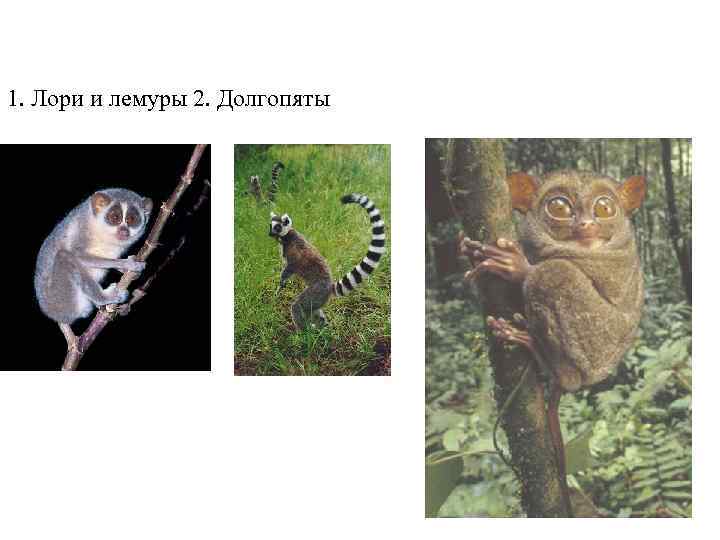 Topic 14 – Human Evolution 1. Лори и лемуры 2. Долгопяты Topic 14 – Human Evolution 1. Лори и лемуры 2. Долгопяты