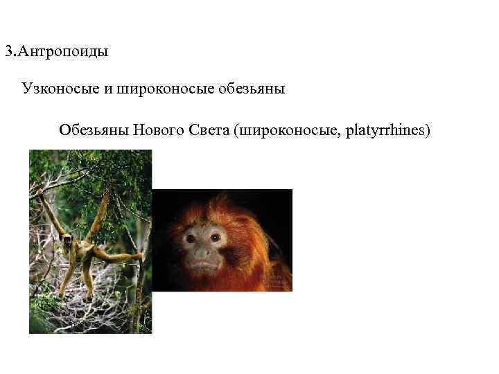 Topic 14 – Human Evolution 3. Антропоиды Узконосые и широконосые обезьяны Обезьяны Topic 14 – Human Evolution 3. Антропоиды Узконосые и широконосые обезьяны Обезьяны