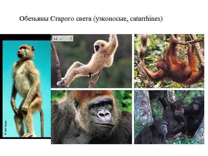 Topic 14 – Human Evolution Обезьяны Старого света (узконосые, catarrhines) Topic 14 – Human Evolution Обезьяны Старого света (узконосые, catarrhines)