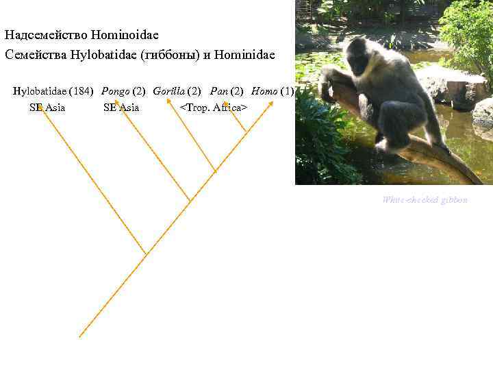 Topic 14 – Human Evolution Надсемейство Hominоidae Семейства Hylobatidae (гиббоны) и Hominidae Topic 14 – Human Evolution Надсемейство Hominоidae Семейства Hylobatidae (гиббоны) и Hominidae