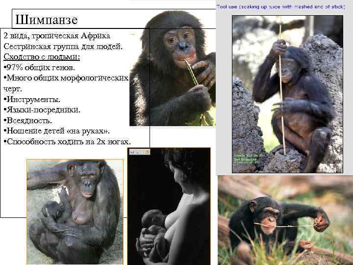 Шимпанзе 2 вида, тропическая Африка Сестринская группа для людей. Сходство с людьми: Шимпанзе 2 вида, тропическая Африка Сестринская группа для людей. Сходство с людьми: