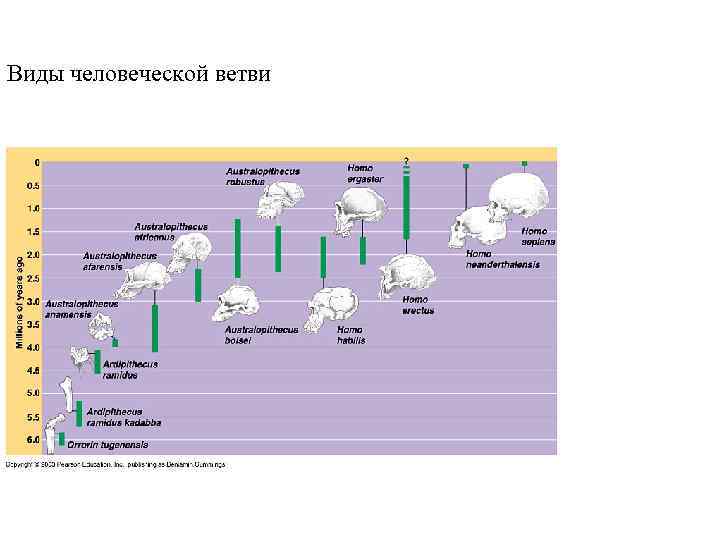 Topic 14 – Human Evolution Виды человеческой ветви Topic 14 – Human Evolution Виды человеческой ветви