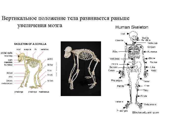 Topic 14 – Human Evolution Вертикальное положение тела развивается раньше увеличения мозга Topic 14 – Human Evolution Вертикальное положение тела развивается раньше увеличения мозга