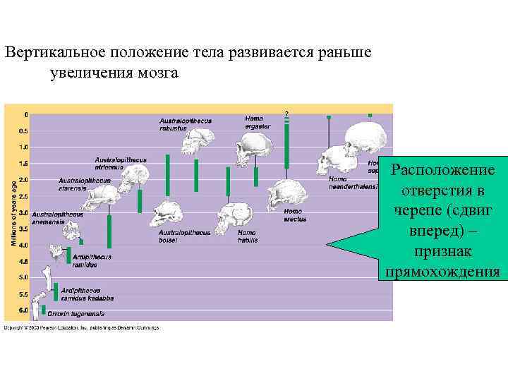 Topic 14 – Human Evolution Вертикальное положение тела развивается раньше увеличения мозга Topic 14 – Human Evolution Вертикальное положение тела развивается раньше увеличения мозга