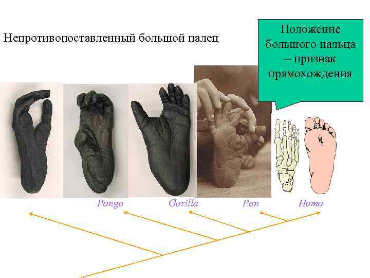 Topic 14 – Human Evolution Положение Непротивопоставленный большой палец Topic 14 – Human Evolution Положение Непротивопоставленный большой палец