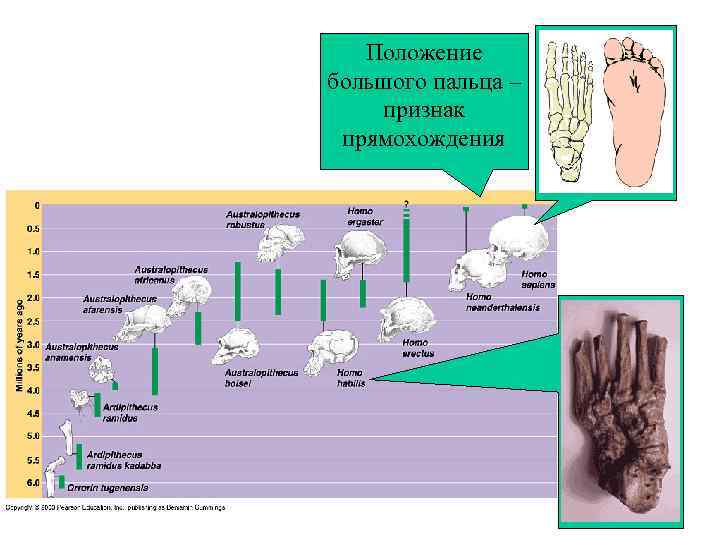 Topic 14 – Human Evolution Положение Topic 14 – Human Evolution Положение