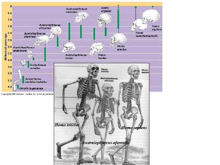 Homo erectus Homo sapiens Australopithecus afarensis Homo erectus Homo sapiens Australopithecus afarensis