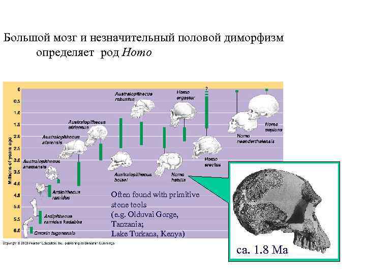 Topic 14 – Human Evolution Большой мозг и незначительный половой диморфизм определяет род Topic 14 – Human Evolution Большой мозг и незначительный половой диморфизм определяет род