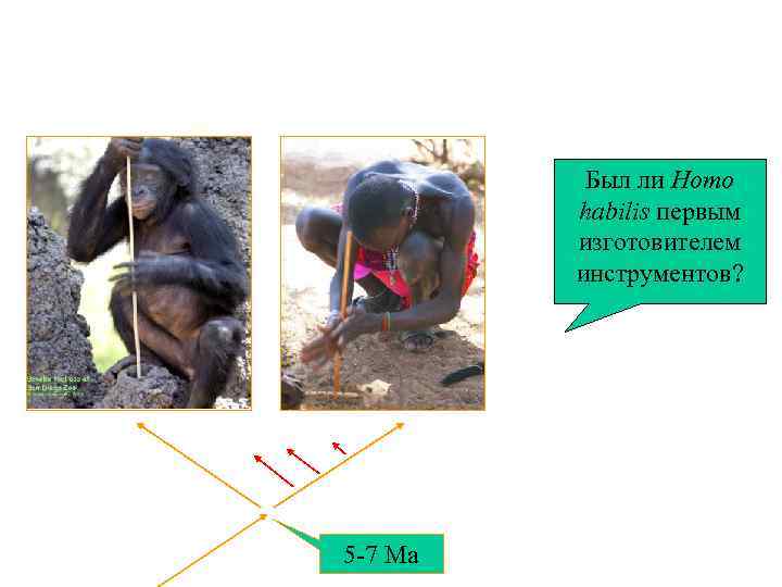 Topic 14 – Human Evolution Был ли Homo Topic 14 – Human Evolution Был ли Homo