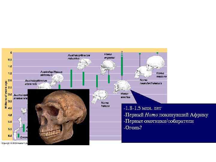 Topic 14 – Human Evolution -1. 8 -1. Topic 14 – Human Evolution -1. 8 -1.