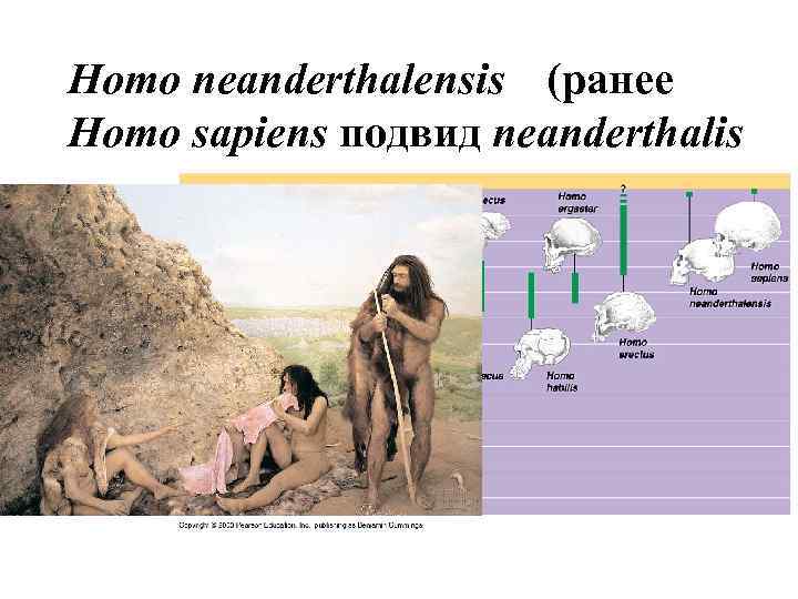 Topic 14 – Human Evolution Homo neanderthalensis (ранее Homo sapiens подвид neanderthalis Topic 14 – Human Evolution Homo neanderthalensis (ранее Homo sapiens подвид neanderthalis