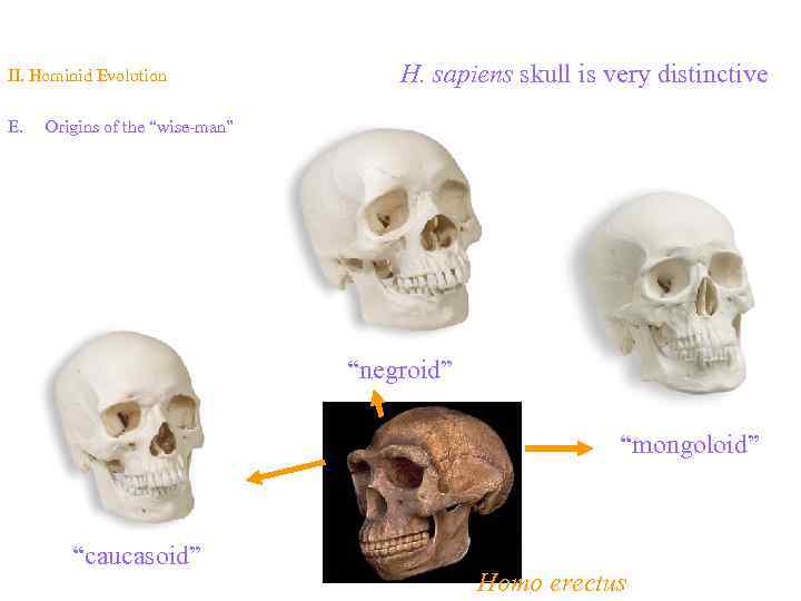 Topic 14 – Human Evolution II. Hominid Evolution H. sapiens skull Topic 14 – Human Evolution II. Hominid Evolution H. sapiens skull