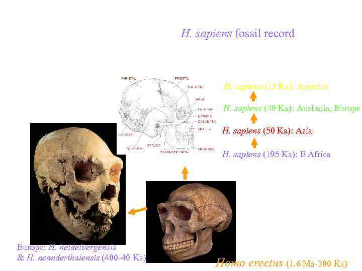 Topic 14 – Human Evolution H. sapiens fossil Topic 14 – Human Evolution H. sapiens fossil