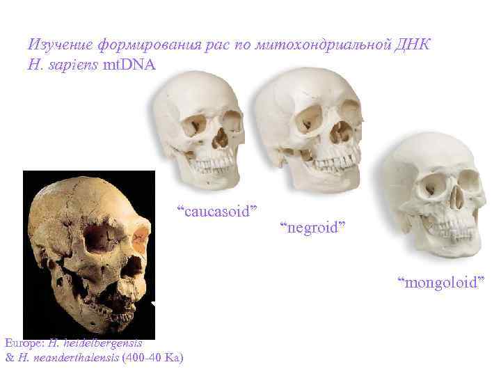 Topic 14 – Human Evolution Изучение формирования рас по митохондриальной ДНК Topic 14 – Human Evolution Изучение формирования рас по митохондриальной ДНК