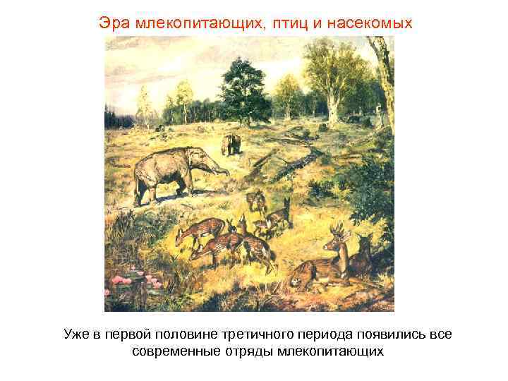 Эра млекопитающих, птиц и насекомых Уже в первой половине третичного периода появились Эра млекопитающих, птиц и насекомых Уже в первой половине третичного периода появились