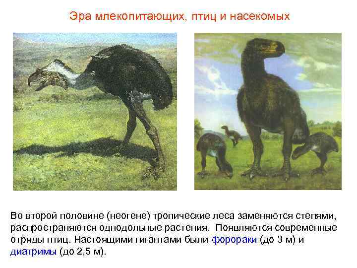Эра млекопитающих, птиц и насекомых Во второй половине (неогене) тропические леса заменяются Эра млекопитающих, птиц и насекомых Во второй половине (неогене) тропические леса заменяются