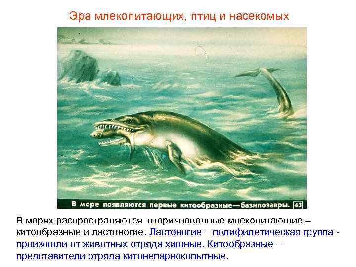 Эра млекопитающих, птиц и насекомых В морях распространяются вторичноводные млекопитающие – Эра млекопитающих, птиц и насекомых В морях распространяются вторичноводные млекопитающие –