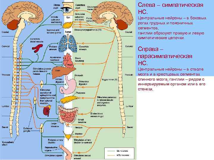 Слева – симпатическая НС. Центральные нейроны – в боковых рогах грудных и поясничных сегментов,
