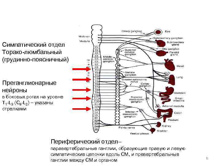 Симпатический отдел Торако-люмбальный (грудинно-поясничный)  Преганглионарные нейроны в боковых рогах на уровне T 1